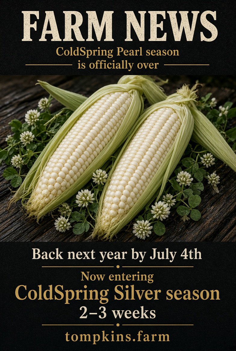 Two ears of pure white ColdSpring sweet corn, husks peeled back on weathered barn wood among white clover blossoms, under the heading Farm News: ColdSpring Pearl season is officially over