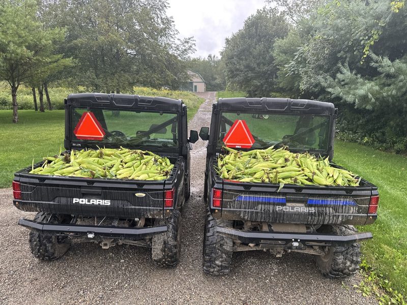 Sweet corn harvested into the farm vehicles
