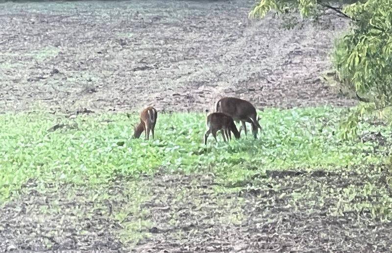 Deer feeding in a green food plot along the wooded edge at Tompkins Farm