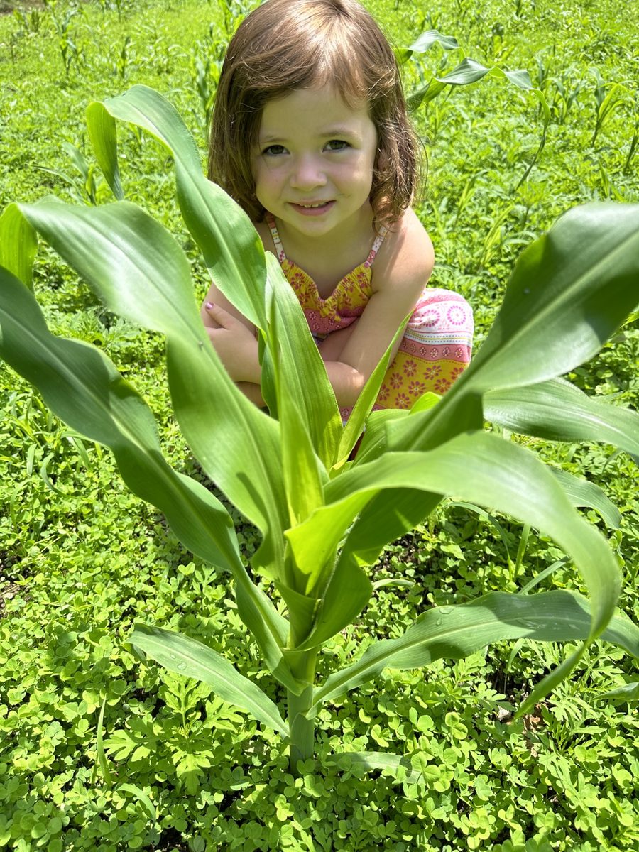 A young member of the Tompkins family peeking through the sweet corn