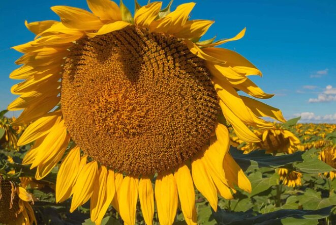 A golden Heirloom Titan sunflower in full bloom